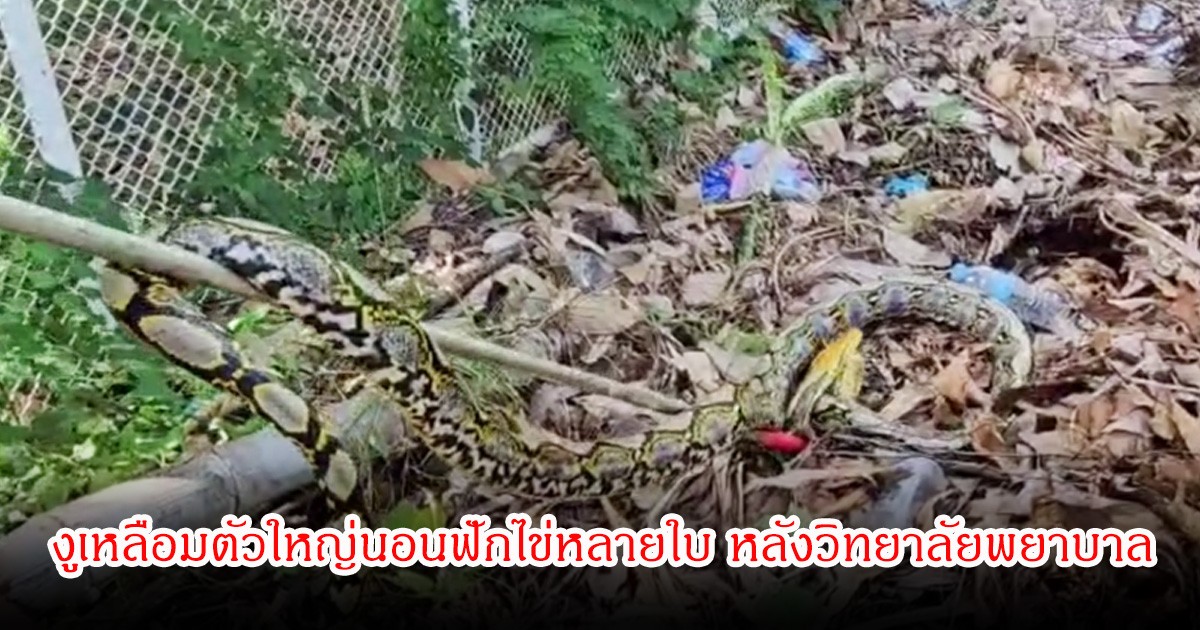 ขนลุก! งูเหลือมตัวใหญ่นอนฟักไข่หลายใบ หลังวิทยาลัยพยาบาล