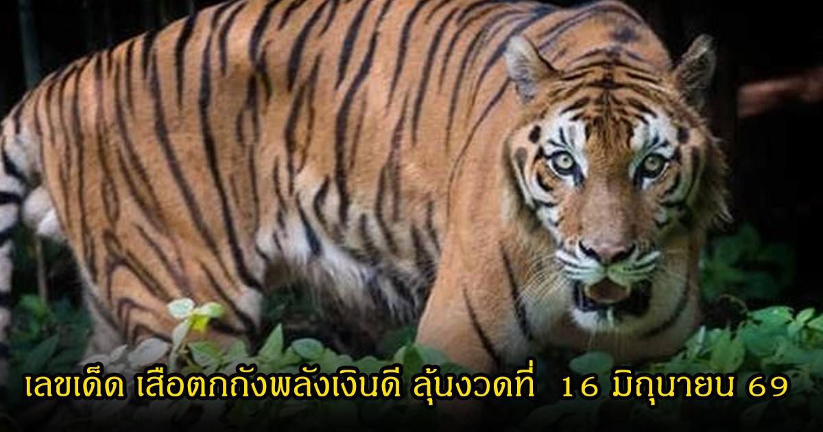 ห้ามพลาด เลขเด็ด เสือตกถังพลังเงินดี ลุ้นงวดที่  16 มิถุนายน 69