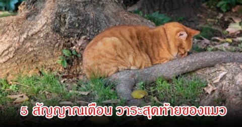 เตรียมใจรับการจากลา 5 สัญญาณเตือน วาระสุดท้ายของแมว ก่อนจากทาสไปตลอดกาล