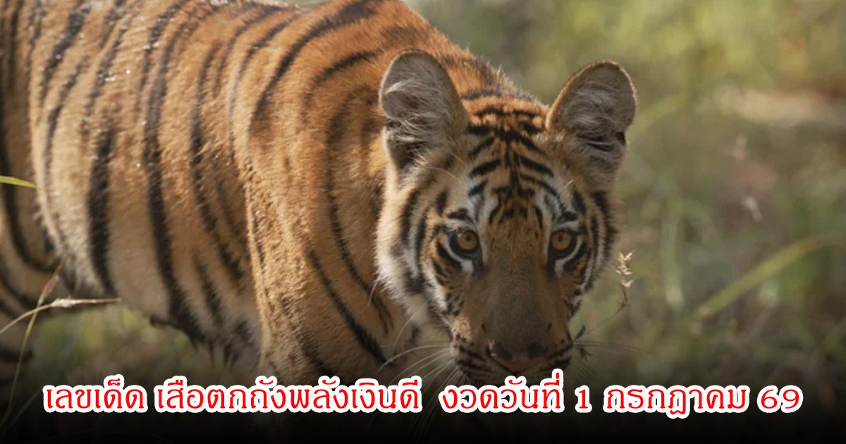 เลขเด็ด เสือตกถังพลังเงินดี  งวดวันที่ 1 กรกฎาคม 69