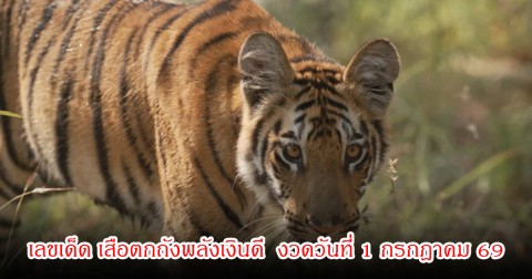 เลขเด็ด เสือตกถังพลังเงินดี  งวดวันที่ 1 กรกฎาคม 69