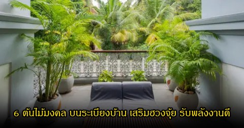เปิดเคล็ดลับ! ปลูก 6 ต้นไม้มงคล บนระเบียงบ้าน เสริมฮวงจุ้ย รับพลังงานดี