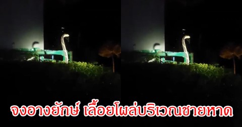 ช็อกทั้งหาด! จงอางยักษ์ เลื้อยโผล่บริเวณชายหาด ชาวบ้านผวาปีนี้เจอแล้ว 2 ตัว