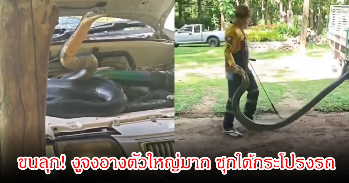 ขนลุก! งูจงอางตัวใหญ่มาก ซุกใต้กระโปรงรถ กู้ภัยจับด้วยมือเปล่า