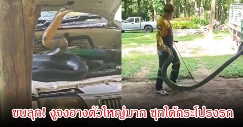 ขนลุก! งูจงอางตัวใหญ่มาก ซุกใต้กระโปรงรถ กู้ภัยจับด้วยมือเปล่า