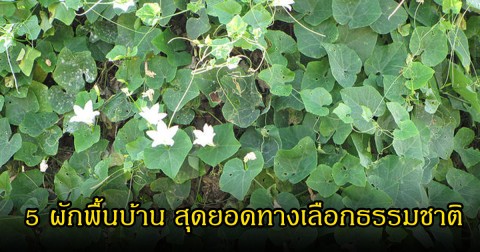 เปิดพิกัด 5 ผักพื้นบ้าน สุดยอดทางเลือกธรรมชาติ หาซื้อง่ายหรือไม่ต้องซื้อเลย