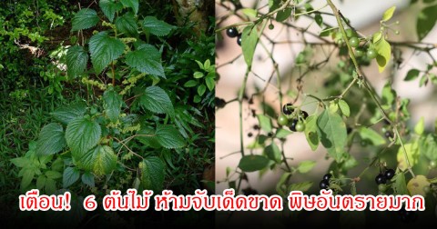 เตือน!  6 ต้นไม้ ห้ามจับเด็ดขาด พิษอันตรายมาก