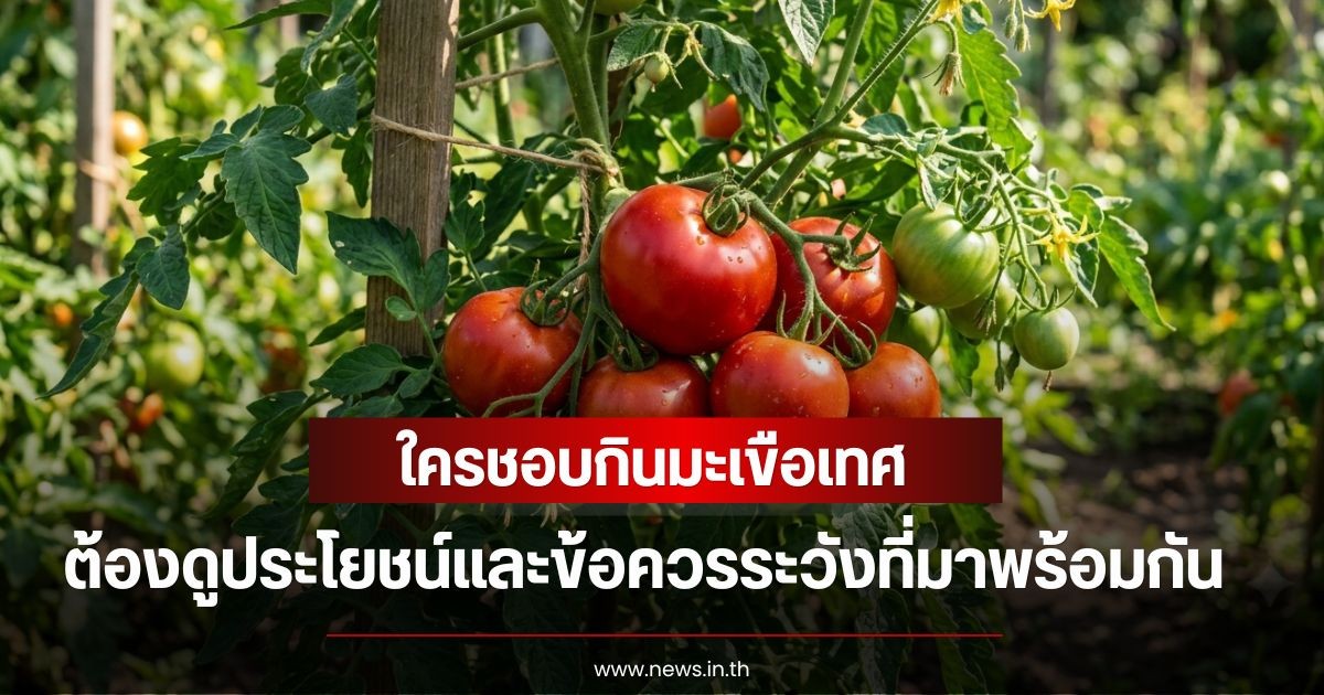 ใครชอบกินมะเขือเทศ ต้องดูประโยชน์และข้อควรระวังที่มาพร้อมกัน