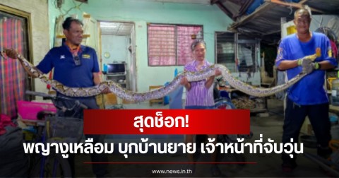 สุดช็อก! พญางูเหลือม บุกบ้านยาย เจ้าหน้าที่จับวุ่น