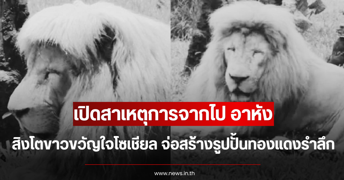 เปิดสาเหตุการจากไป อาหัง สิงโตขาวขวัญใจโซเชียล จ่อสร้างรูปปั้นทองแดงรำลึก (ตปท.)