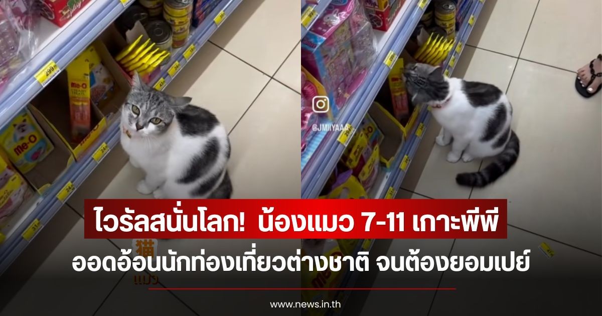 ไวรัลทั่วโลก!  น้องแมว 7-11 เกาะพีพี ออดอ้อนนักท่องเที่ยวต่างชาติ จนต้องยอมเปย์