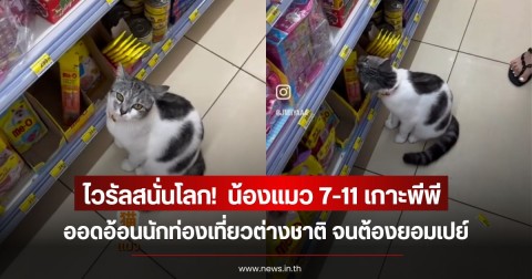 ไวรัลทั่วโลก!  น้องแมว 7-11 เกาะพีพี ออดอ้อนนักท่องเที่ยวต่างชาติ จนต้องยอมเปย์