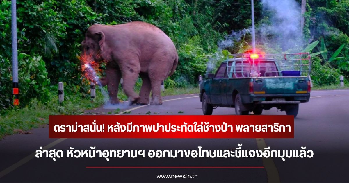 ดราม่าสนั่น! หลังมีภาพปาประทัดใส่ช้างป่า พลายสาริกา ล่าสุด หัวหน้าอุทยานฯ ออกมาขอโทษและชี้แจงอีกมุมแล้ว