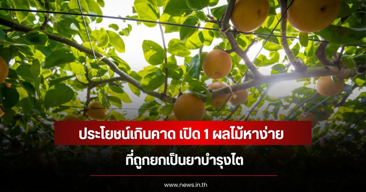 ประโยชน์เกินคาด เปิด 1 ผลไม้หาง่าย ที่ถูกยกเป็นยาบำรุงไต