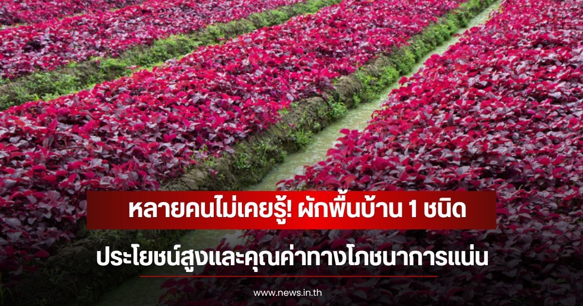 หลายคนไม่เคยรู้! ผักพื้นบ้าน 1 ชนิด ประโยชน์สูงและคุณค่าทางโภชนาการแน่น