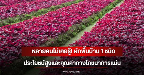 หลายคนไม่เคยรู้! ผักพื้นบ้าน 1 ชนิด ประโยชน์สูงและคุณค่าทางโภชนาการแน่น