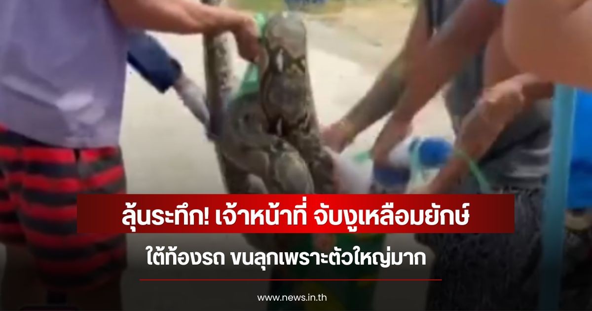 ลุ้นระทึก! เจ้าหน้าที่ จับงูเหลือมยักษ์ ใต้ท้องรถ ขนลุกเพราะตัวใหญ่มาก