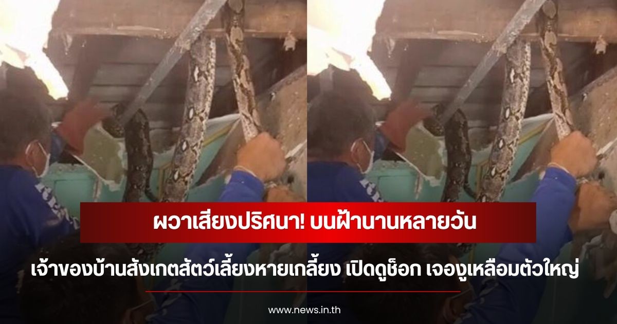 ผวาเสียงปริศนา! บนฝ้านานหลายวัน เจ้าของบ้านสังเกตสัตว์เลี้ยงหายเกลี้ยง เปิดดูช็อก เจองูเหลือมตัวใหญ่