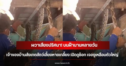 ผวาเสียงปริศนา! บนฝ้านานหลายวัน เจ้าของบ้านสังเกตสัตว์เลี้ยงหายเกลี้ยง เปิดดูช็อก เจองูเหลือมตัวใหญ่
