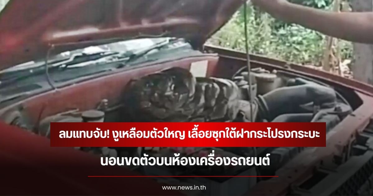ลมแทบจับ! งูเหลือมตัวใหญ เลื้อยซุกใต้ฝากระโปรงกระบะ นอนขดตัวบนห้องเครื่องรถยนต์