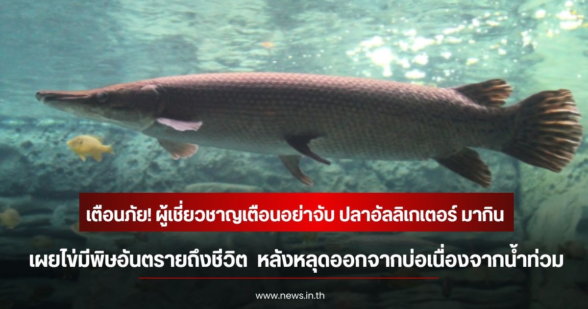 เตือนภัย! ผู้เชี่ยวชาญเตือนอย่าจับ ปลาอัลลิเกเตอร์ มากิน เผยไข่มีพิษอันตรายถึงชีวิต  หลังหลุดออกจากบ่อเนื่องจากน้ำท่วม